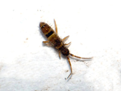 Orchesella cincta