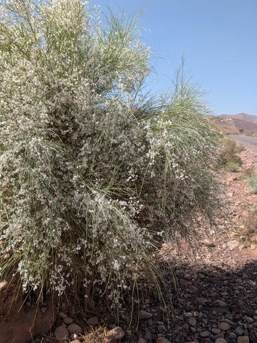 White weeping broom