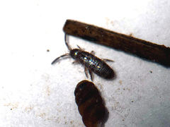 Collembola