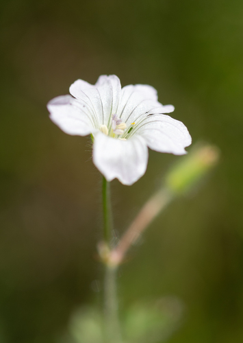 White Cranesbill (Geranium wakkerstroomianum)