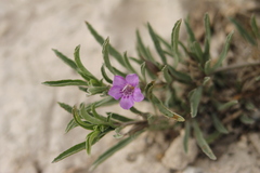Dyschoriste schiedeana