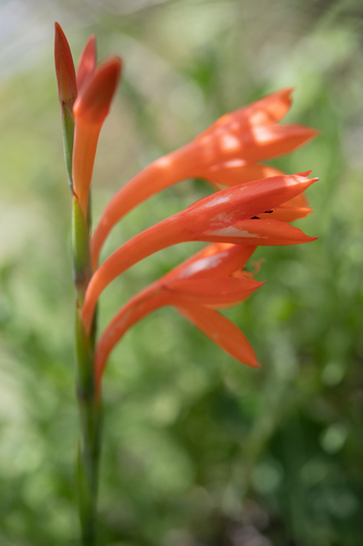 Watsonia pillansii, photograph 6
