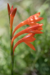 Watsonia pillansii, photograph (c) Morten Ross, some rights reserved (CC BY)