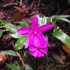 Sobralia amabilis