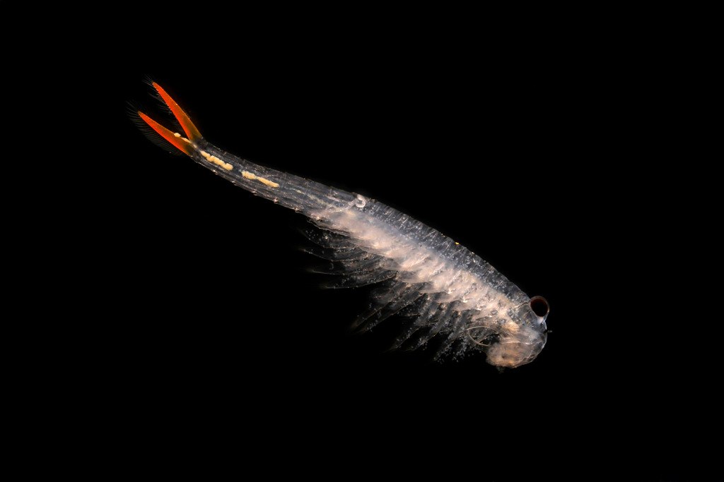 Branchinella frondosa