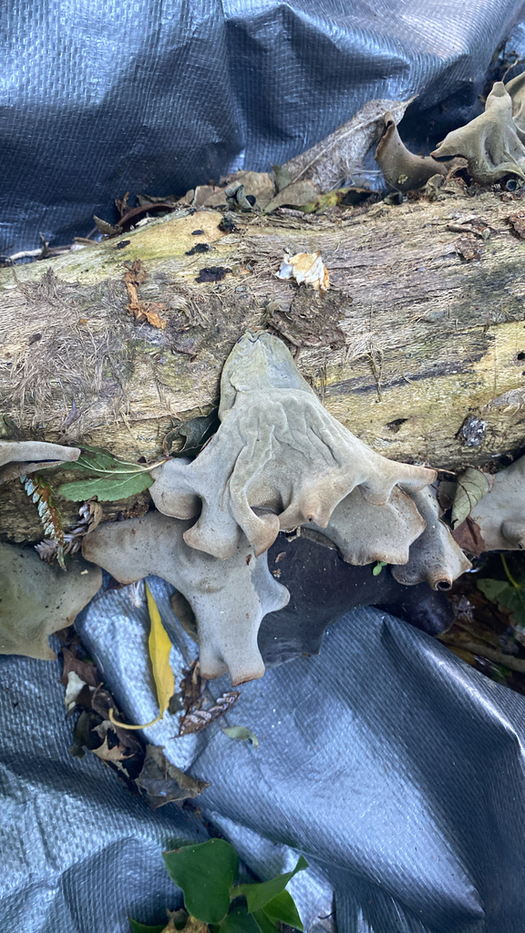 Auricularia cornea · February 2026 · photo: © simonwaterfield (iNaturalist, cc-by)