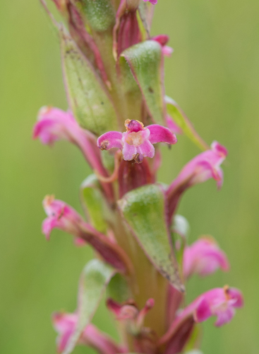 Upland Pink Candle Satyre (Satyrium neglectum)