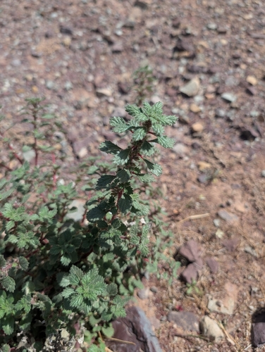 Desert Nettle
