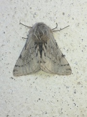 Lycia florentina