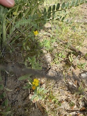 Camissoniopsis pallida