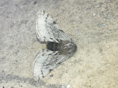 Lycia florentina