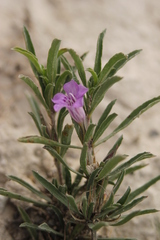 Dyschoriste schiedeana