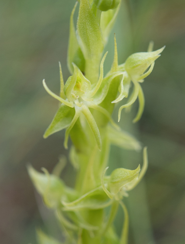 Rock Ghost Orchid (Habenaria lithophila)