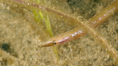 Spotted pipefish (Nerophis maculatus) — Syngnathidae