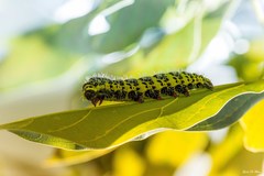 Copaxa multifenestrata