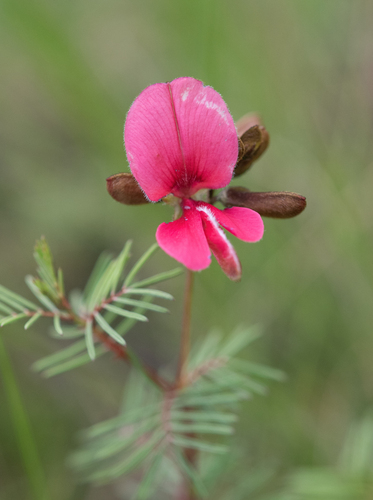 Regret Indigo (Indigofera hedyantha)