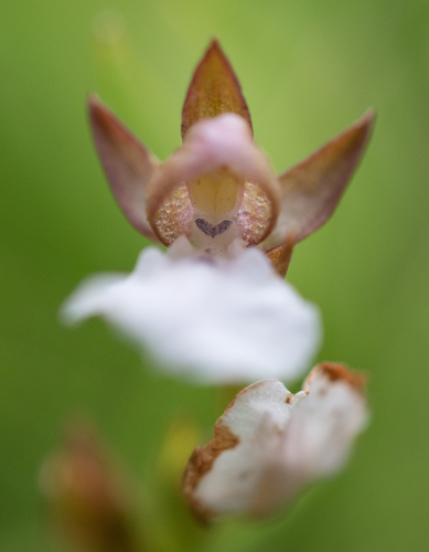 Whiteplate Orchid (Neobolusia tysonii)