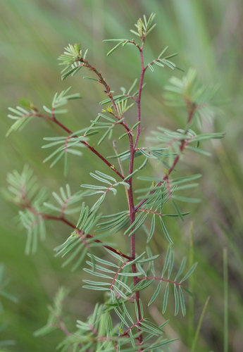 Indigofera hedyantha, photograph 2