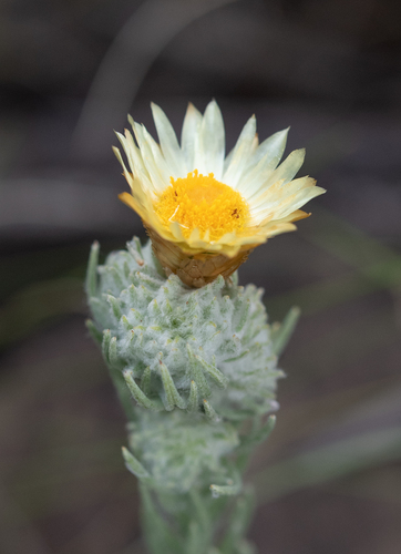 Monkeytail Everlasting (Helichrysum herbaceum)