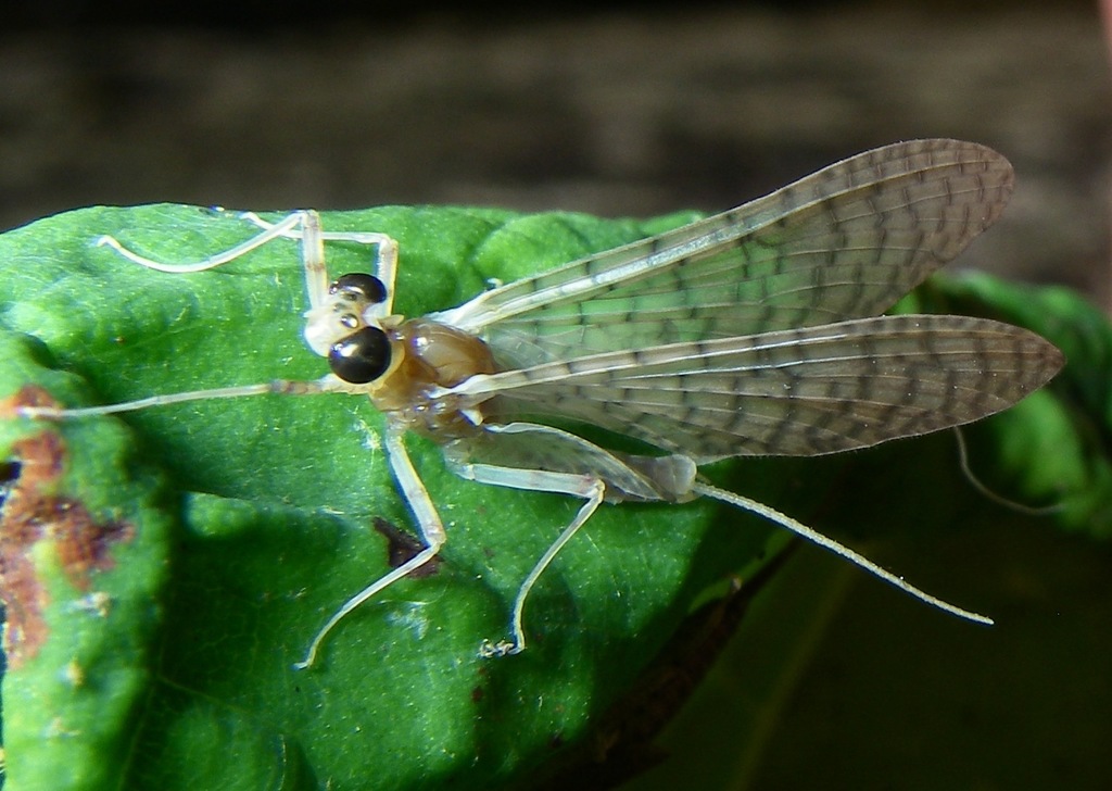 Masschaeffer Insect Maccaffertium (Putnam County Site Observations - Primitive Insect ...