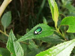 Asphaera albomarginata