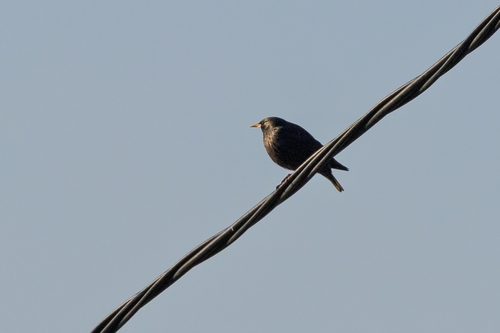 Avistamiento Estornino Negro