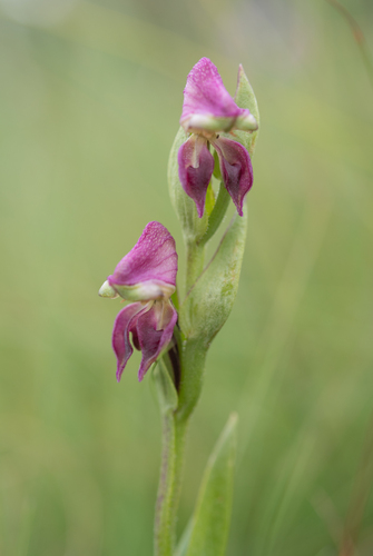 Droopy Kappie (Disperis stenoplectron)