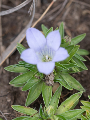 Craterocapsa tarsodes, photograph 2