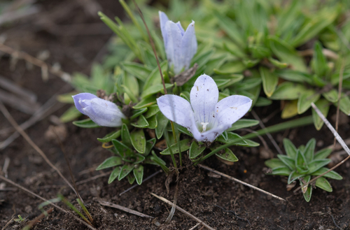 Northern Bergbell (Craterocapsa tarsodes)