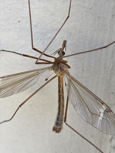 iNaturalist observation photo of Triplicitipula