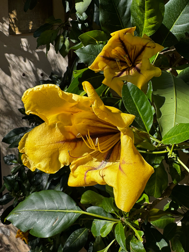 Golden Chalice Vine (Solandra maxima)
