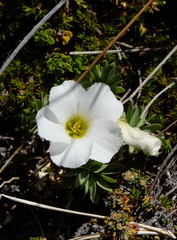 Oxalis enneaphylla