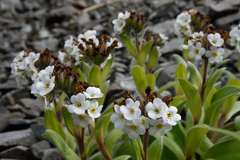Myosotis traversii cantabrica