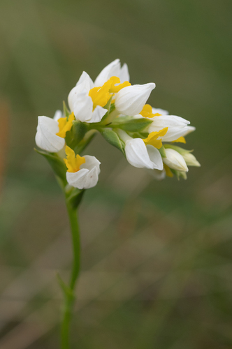 Winding Splitlip Orchid (Schizochilus flexuosus)