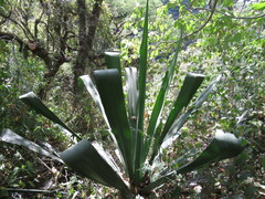 Furcraea guerrerensis