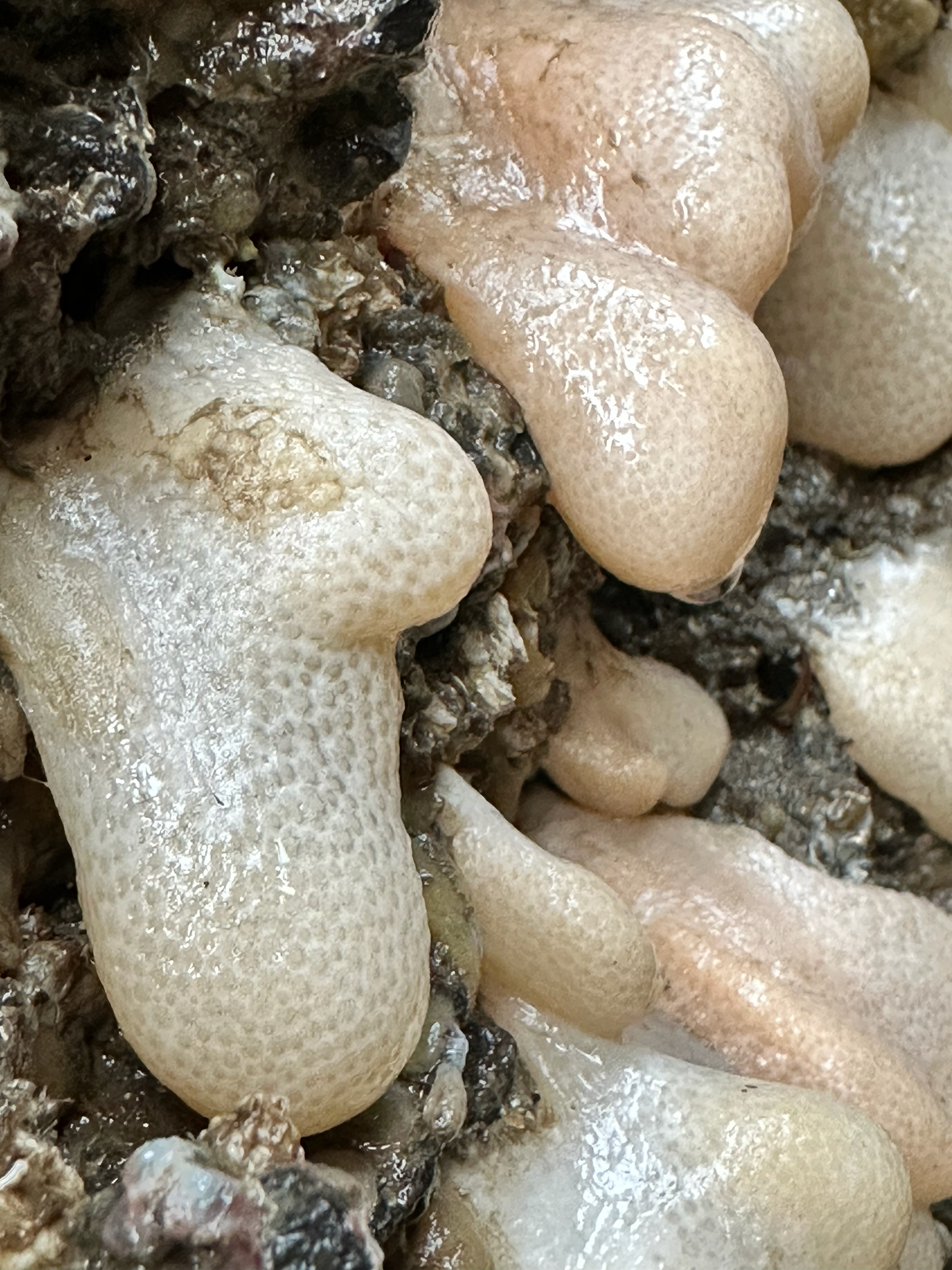 Alcyonium digitatum Linnaeus, 1758