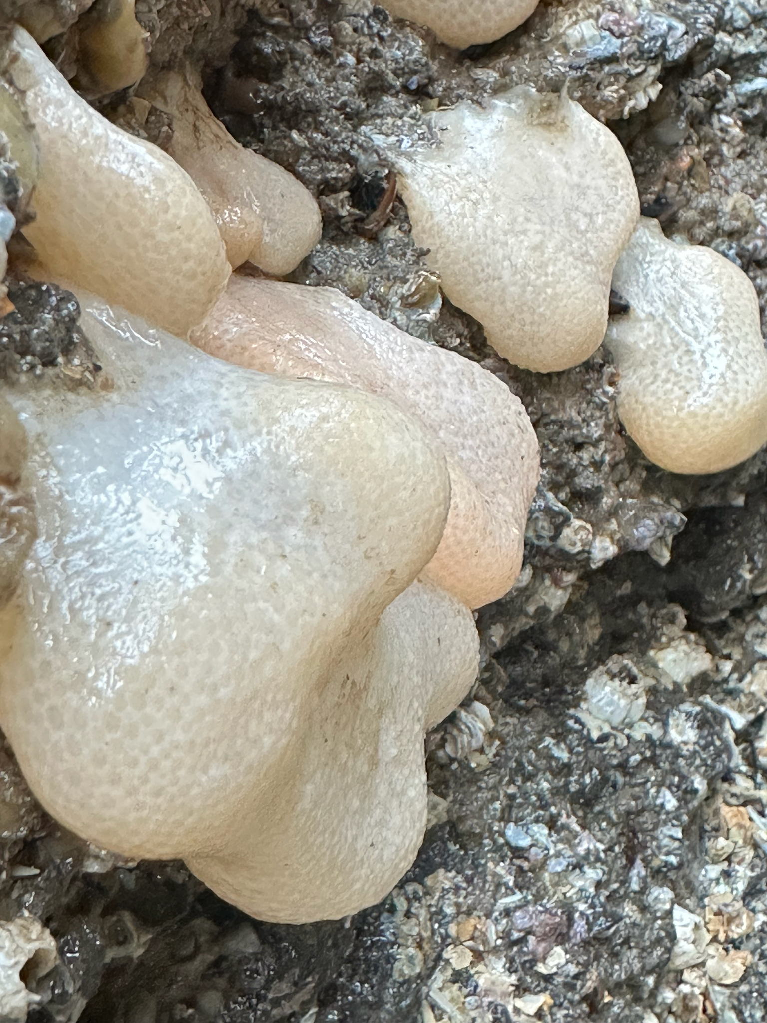Alcyonium digitatum Linnaeus, 1758