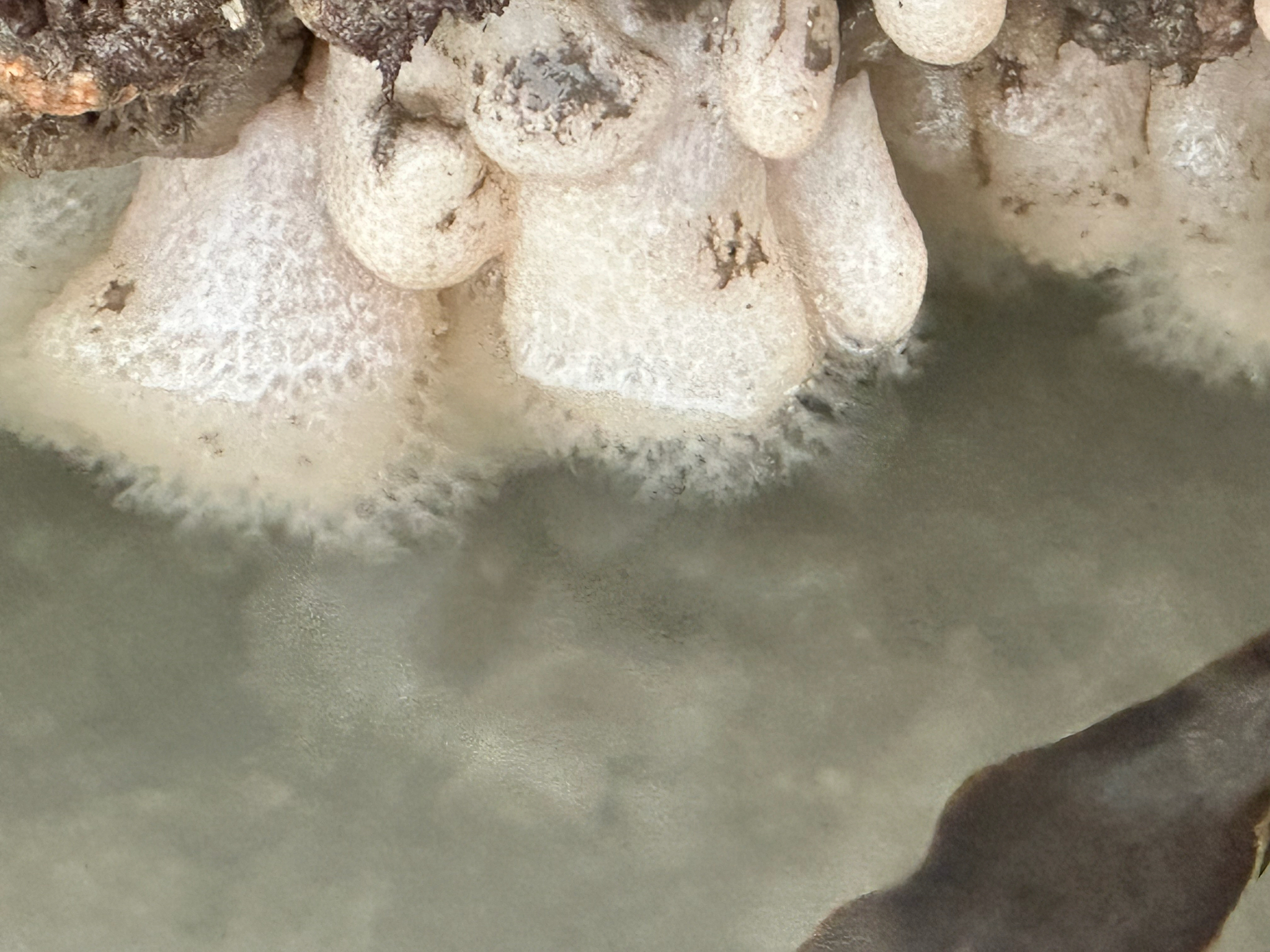 Alcyonium digitatum Linnaeus, 1758