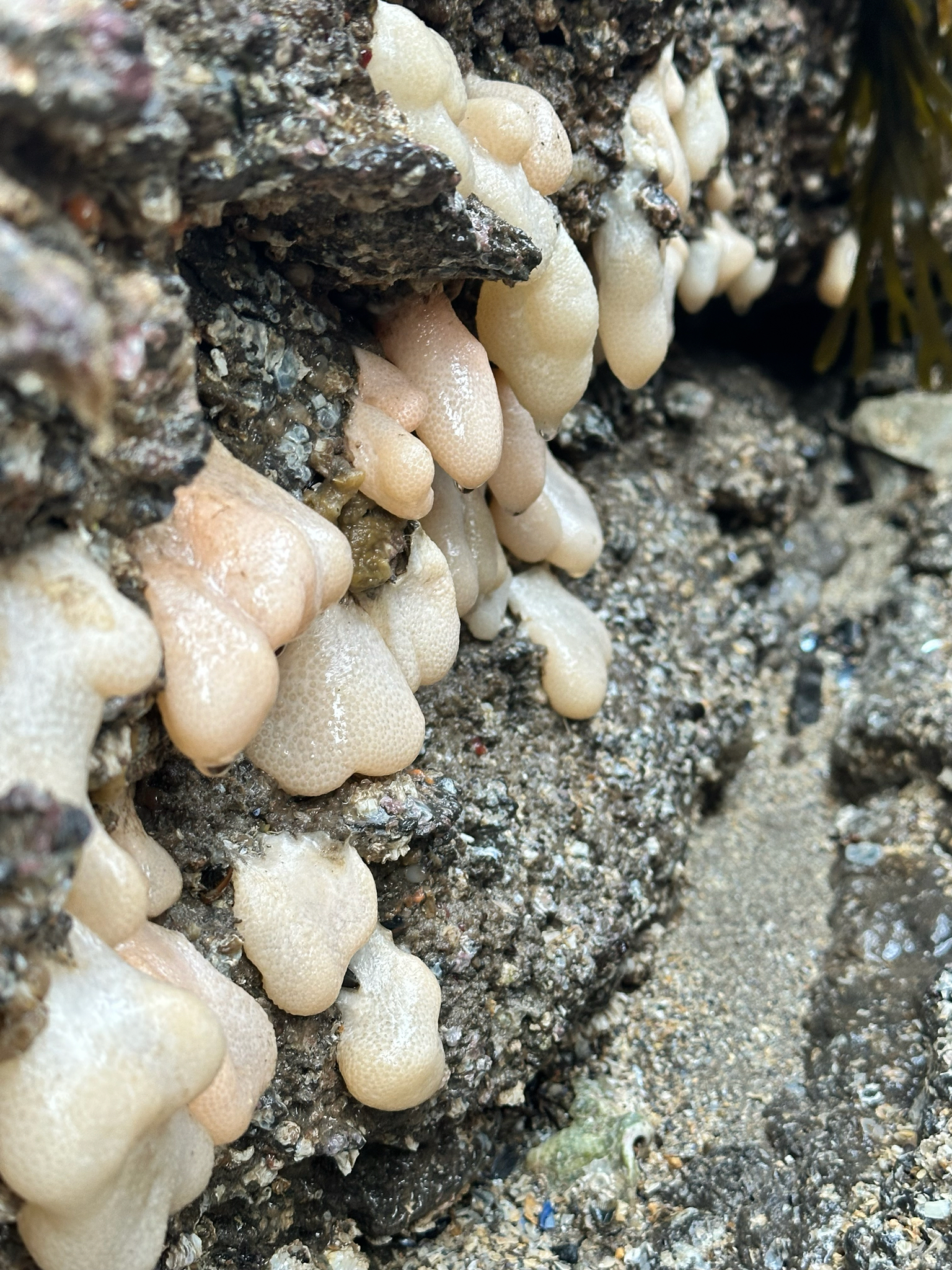 Alcyonium digitatum Linnaeus, 1758
