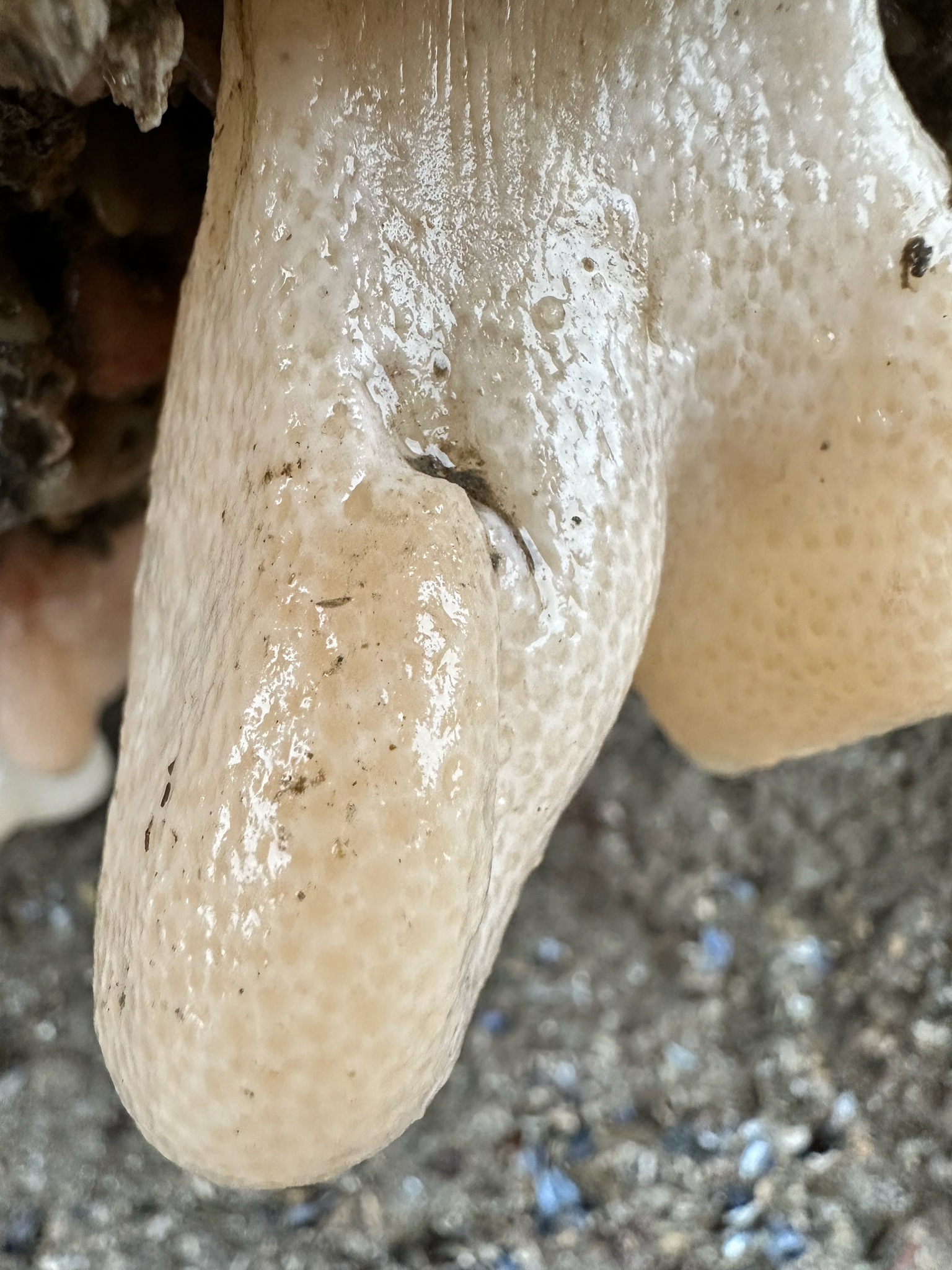 Alcyonium digitatum Linnaeus, 1758