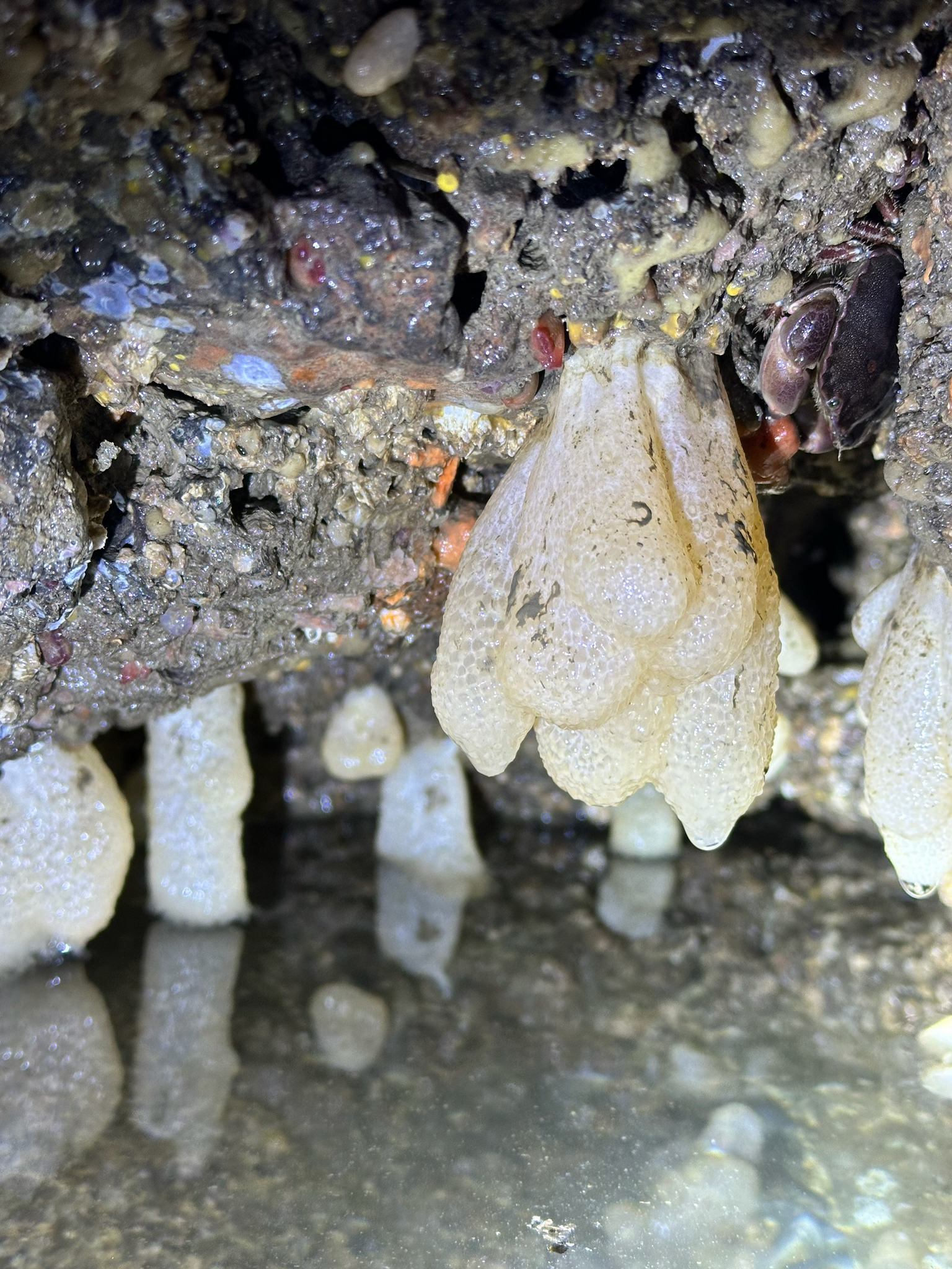 Alcyonium digitatum Linnaeus, 1758