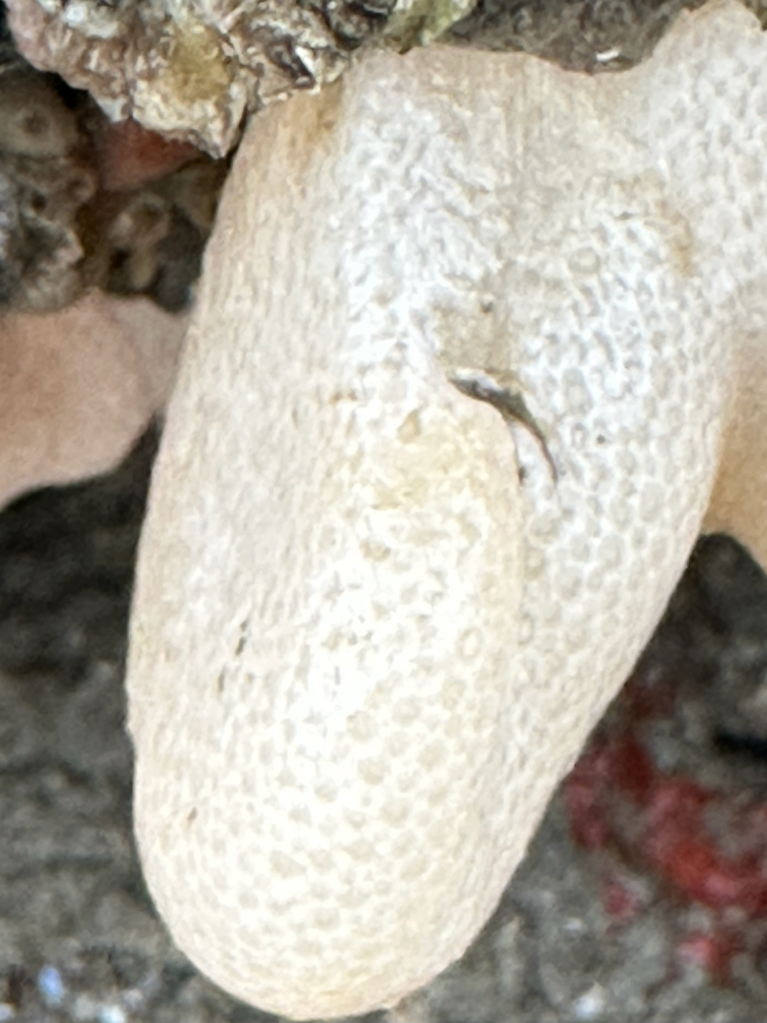 Alcyonium digitatum Linnaeus, 1758