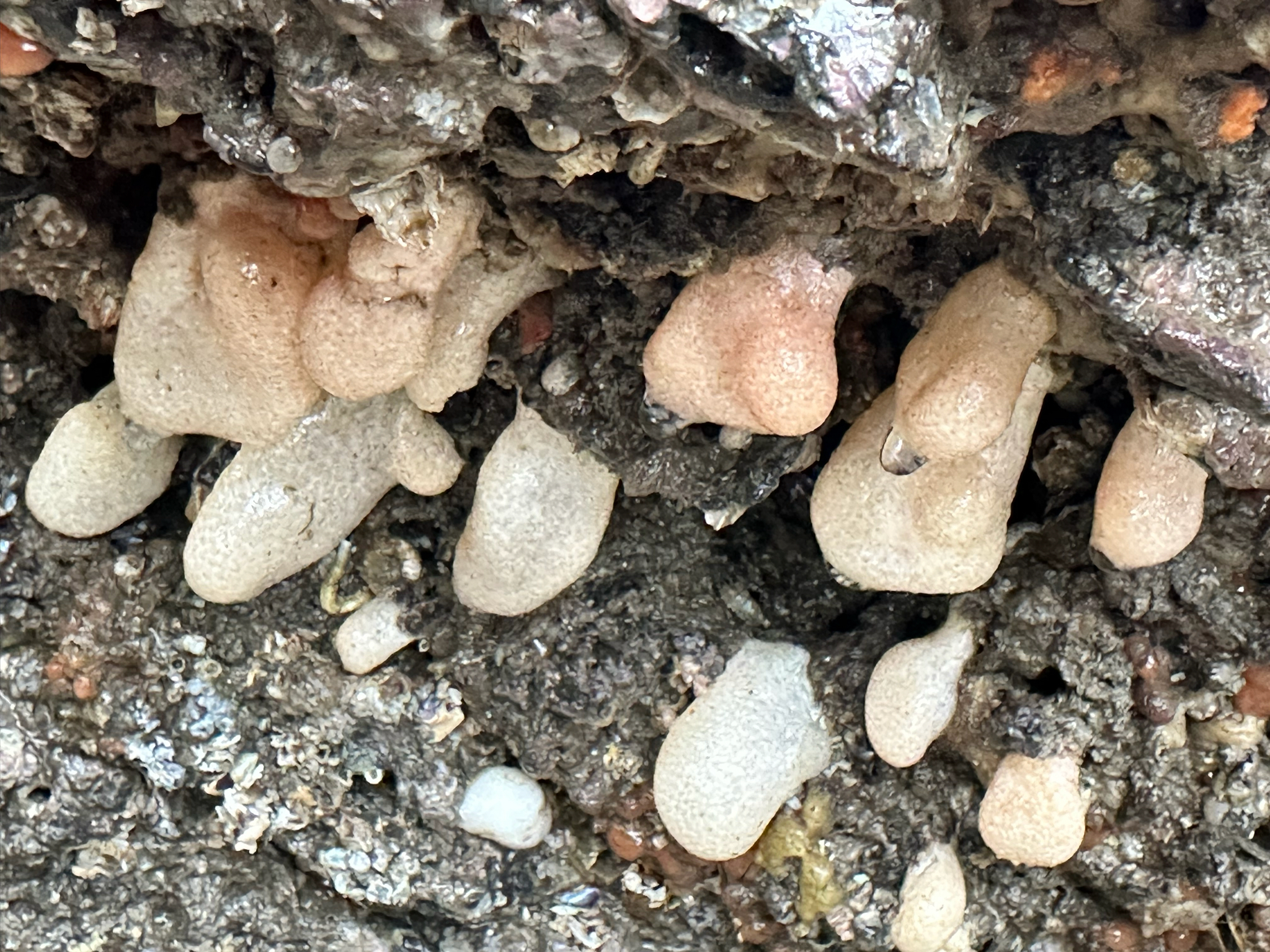 Alcyonium digitatum Linnaeus, 1758