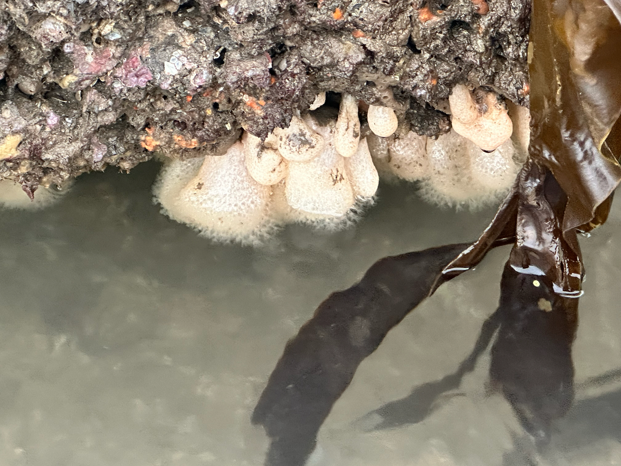 Alcyonium digitatum Linnaeus, 1758