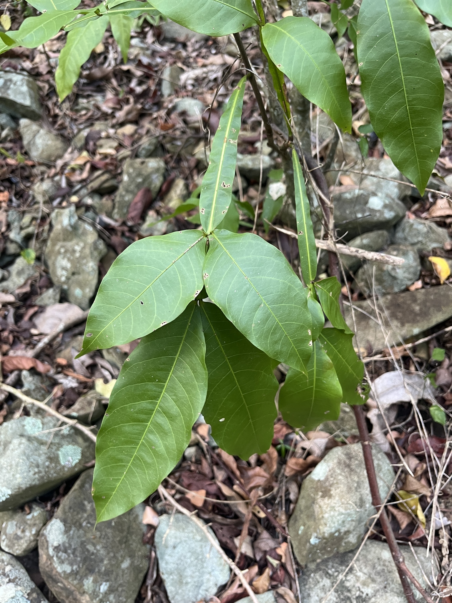 Genip (Melicoccus bijugatus)