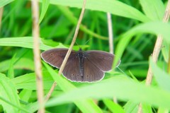 Aphantopus hyperantus