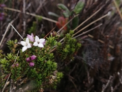 Arcytophyllum vernicosum
