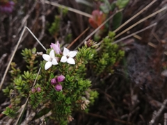 Arcytophyllum vernicosum