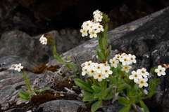 Myosotis traversii cantabrica