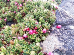 Disterigma empetrifolium